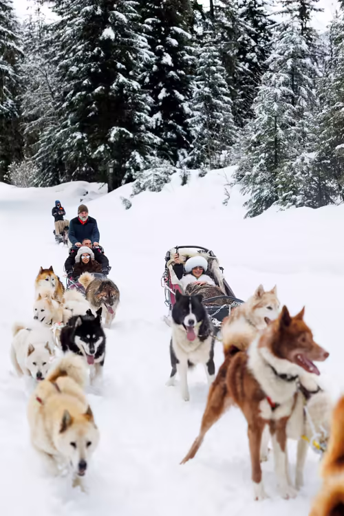Two husky teams side by side on a snowy forest trail, their passengers wrapped in furs