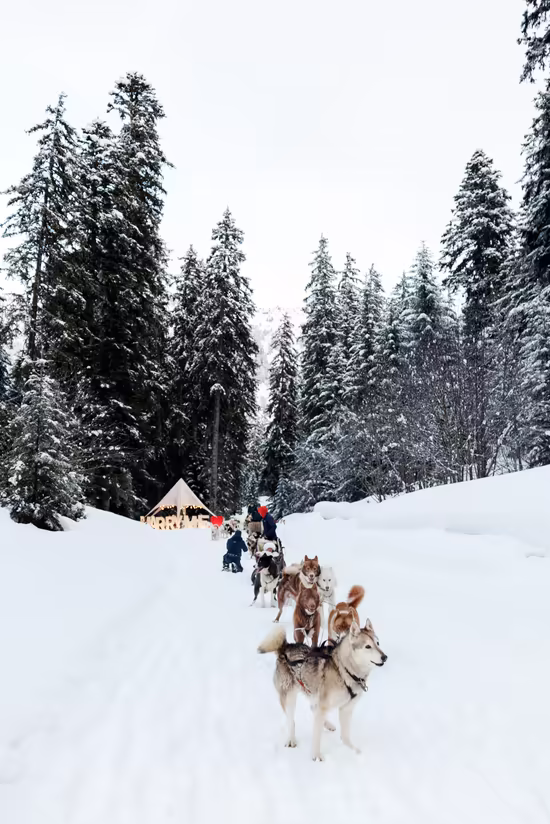 A husky team on the trail between tall snowy firs, the canopy and the lit Marry Me letters ahead