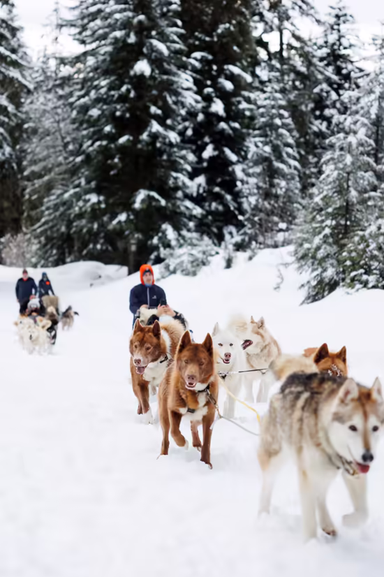 A husky team and its musher on a snowy forest trail, more sleds following