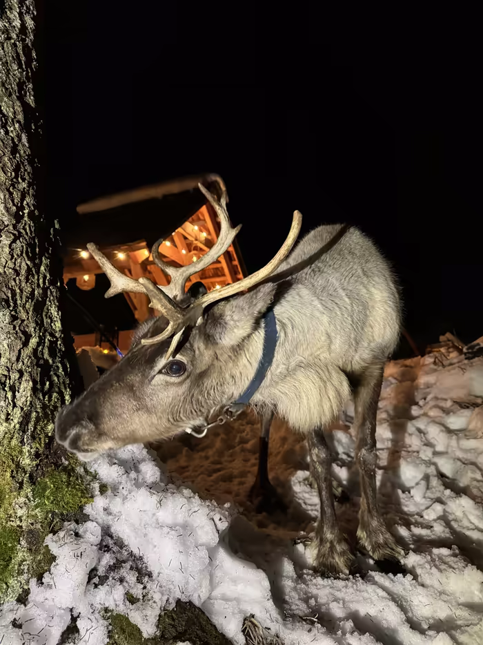 A reindeer in the snow by a softly lit wooden shelter, Courchevel