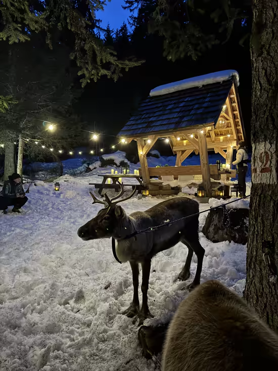A reindeer in the snow before a wooden gazebo under string lights, at twilight