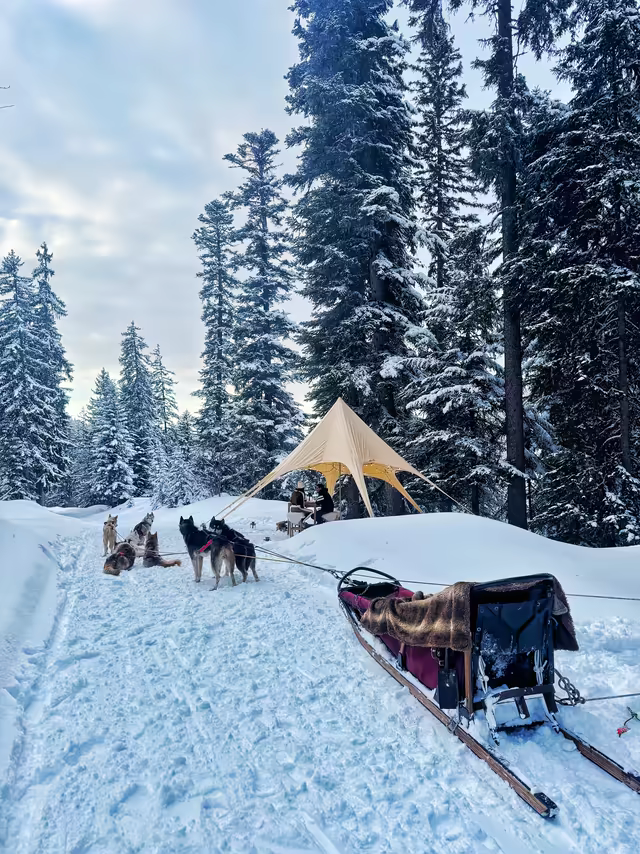 Harnessed sled dogs and a sledge in a snowy forest, before a bell tent