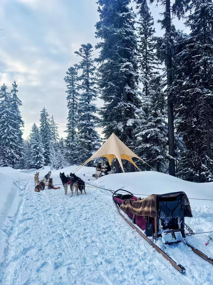 Harnessed sled dogs and a sledge in a snowy forest, before a bell tent