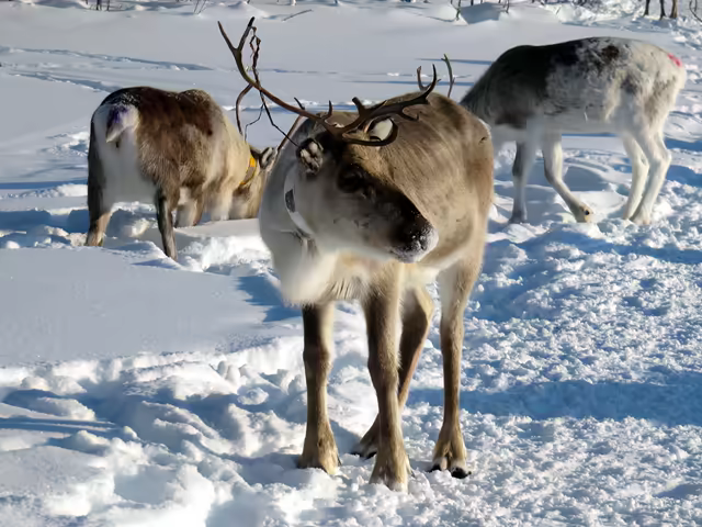 Three reindeer in fresh snow on a sunny slope in Savoie