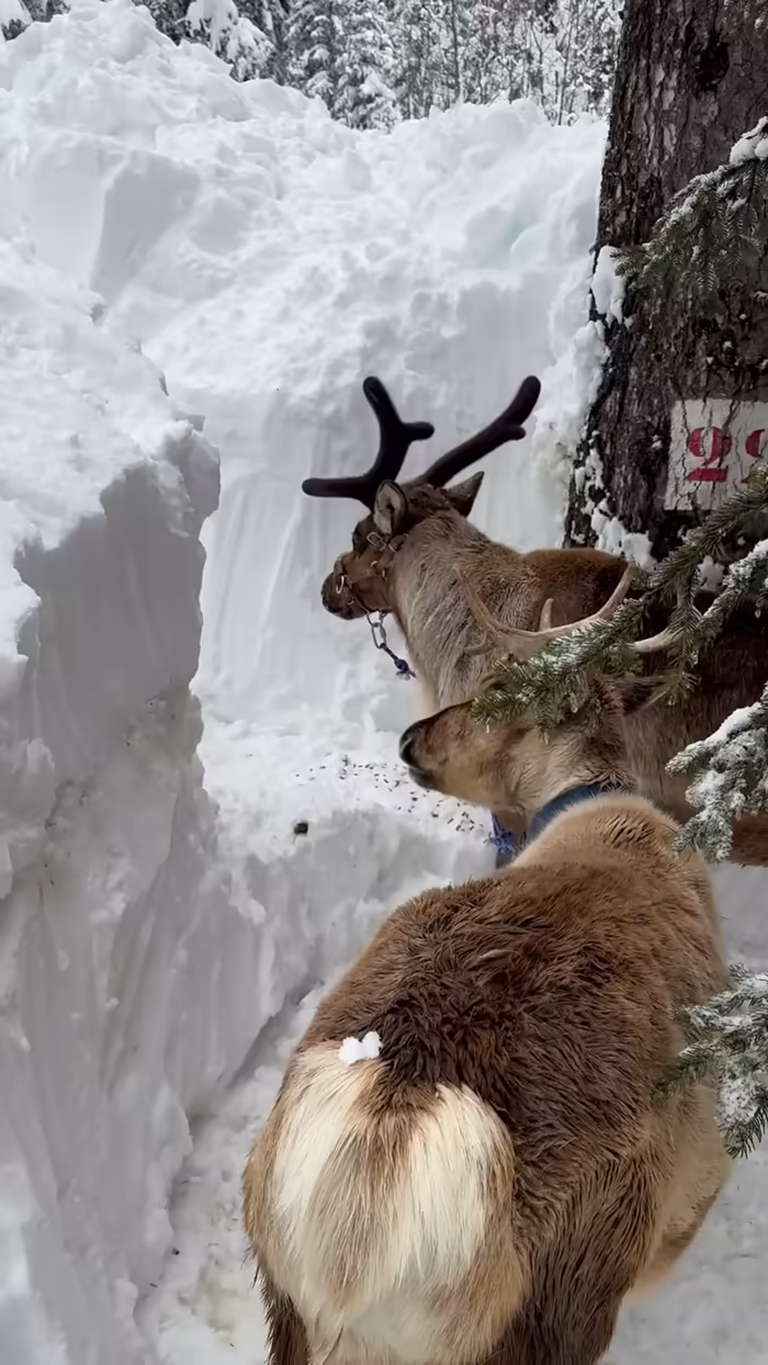 Two reindeer in a corridor of deep snow at the edge of the forest